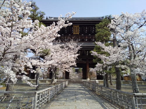 金戒光明寺 桜 / 京都観光旅行ガイド