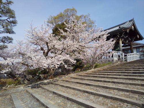 金戒光明寺 桜 / 京都観光旅行ガイド