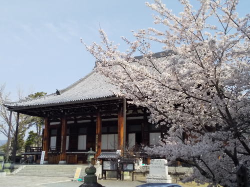 金戒光明寺 桜 / 京都観光旅行ガイド