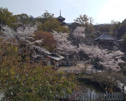 金戒光明寺 桜 / 京都観光旅行ガイド