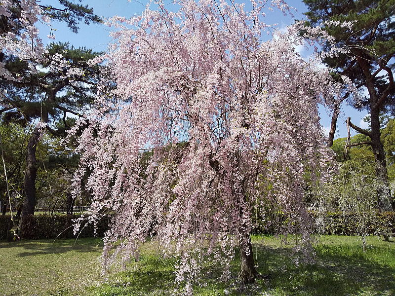 御所 近衛邸跡 遅咲き桜 / 京都観光旅行ガイド