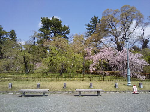 御所 近衛邸跡 遅咲き桜 / 京都観光旅行ガイド