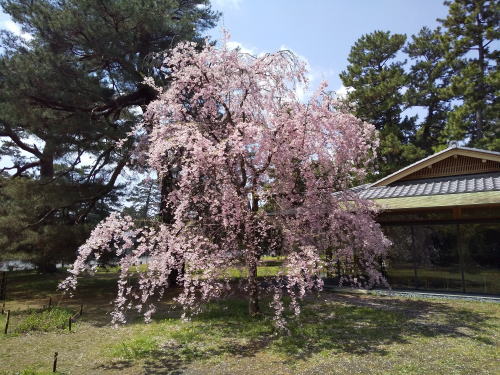 御所 近衛邸跡 遅咲き桜 / 京都観光旅行ガイド