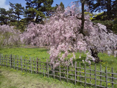 御所 近衛邸跡 遅咲き桜 / 京都観光旅行ガイド