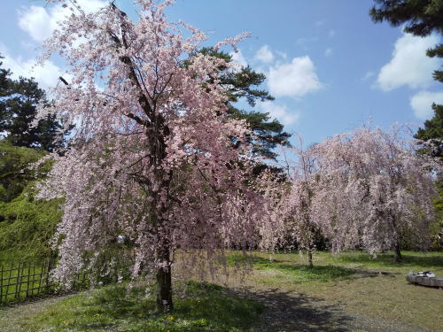 御所 近衛邸跡 遅咲き桜 / 京都観光旅行ガイド