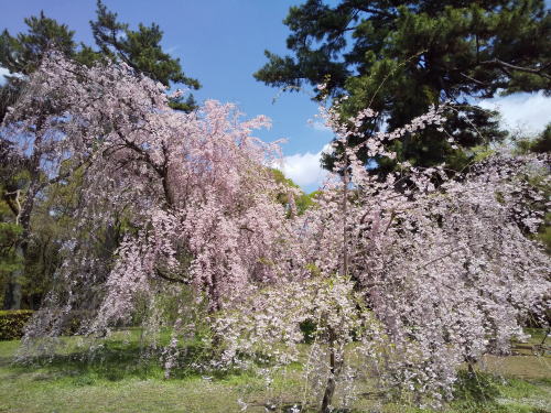 御所 近衛邸跡 遅咲き桜 / 京都観光旅行ガイド