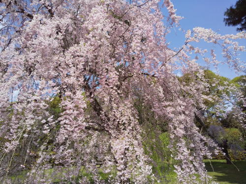 御所 近衛邸跡 遅咲き桜 / 京都観光旅行ガイド