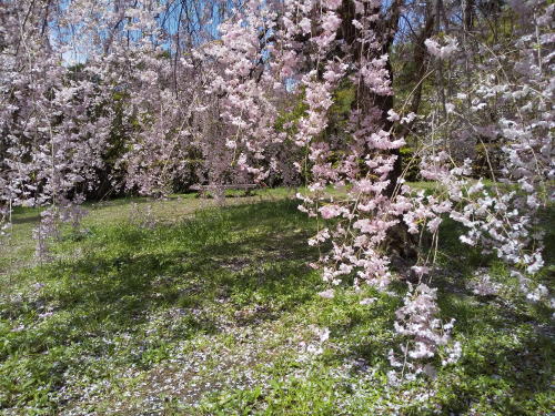 御所 近衛邸跡 遅咲き桜 / 京都観光旅行ガイド
