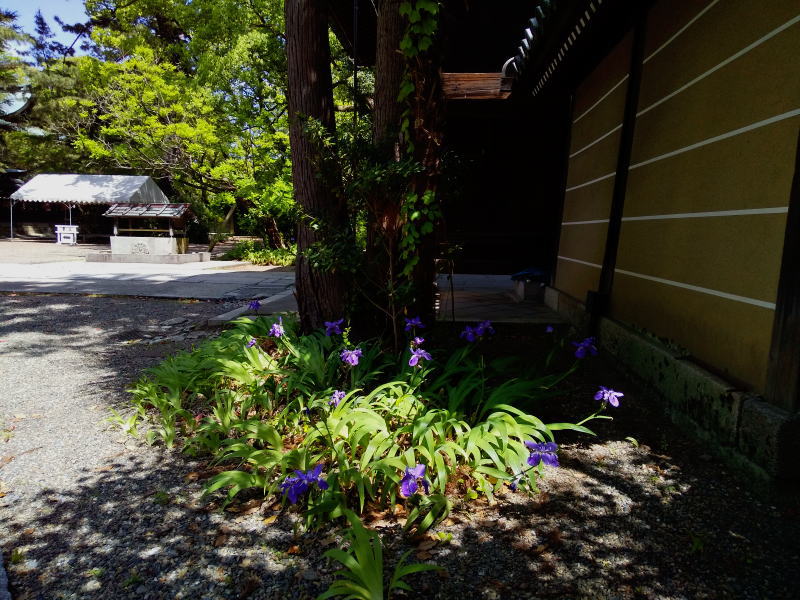 御霊神社 いちはつ(アヤメ科) / 京都観光旅行ガイド