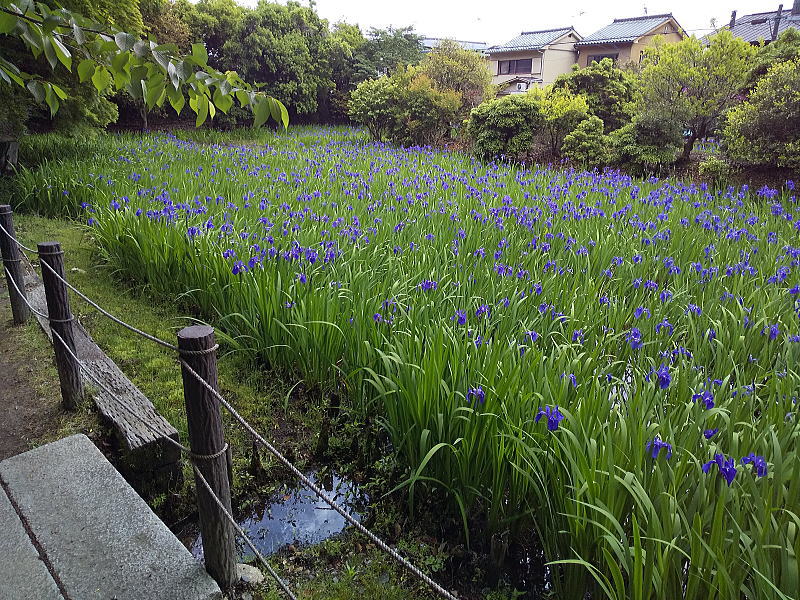 大田神社 カキツバタ 2025 / 京都観光旅行ガイド
