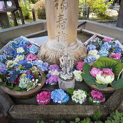 三室戸寺 あじさい園 / 京都観光旅行ガイド