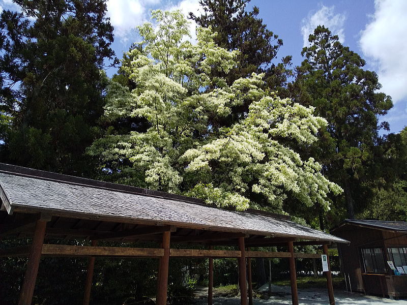 上賀茂神社 ヒトツバタゴ(ナンジャモンジャ) 2025 / 京都観光旅行ガイド