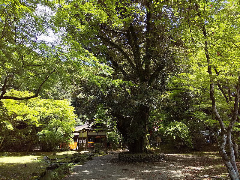 上賀茂神社 青もみじ 2025 / 京都観光旅行ガイド