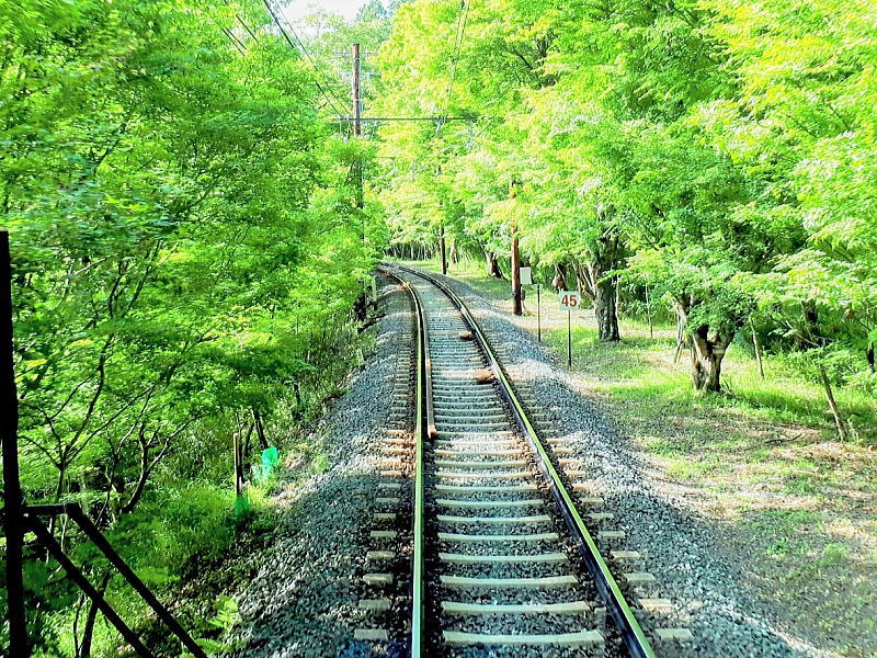 叡山電鉄の青もみじ / 京都観光旅行ガイド