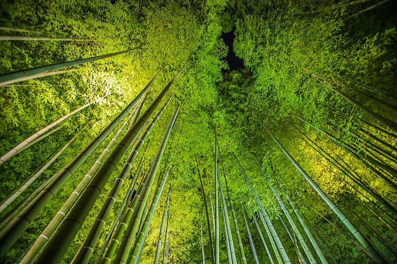 高台寺 夏のライトアップ・夜間拝観 / 京都観光旅行ガイド