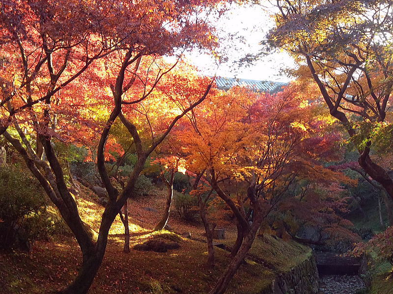 東福寺 通天橋の紅葉 / 京都観光旅行ガイド