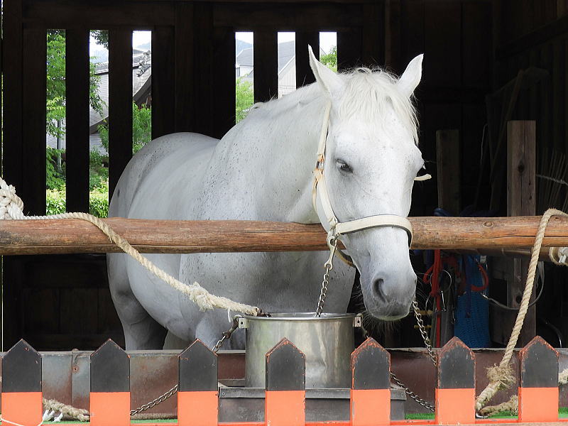 上賀茂神社の神馬 / 京都観光旅行ガイド