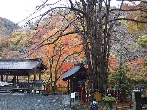 貴船神社 紅葉 2025 / 京都観光旅行ガイド
