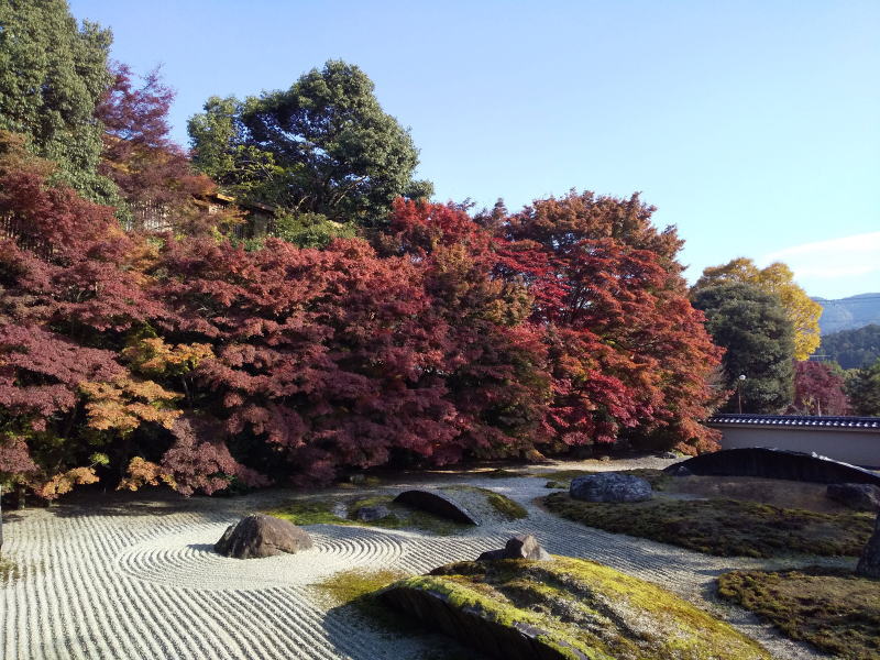 実相院 紅葉 2025 / 京都観光旅行ガイド