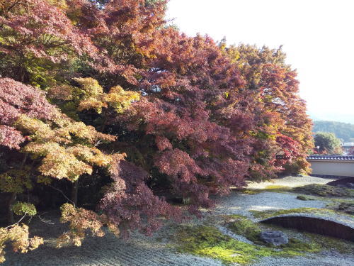 実相院 紅葉 2025 / 京都観光旅行ガイド