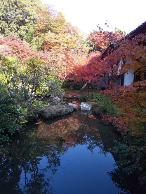 実相院 紅葉 2025 / 京都観光旅行ガイド