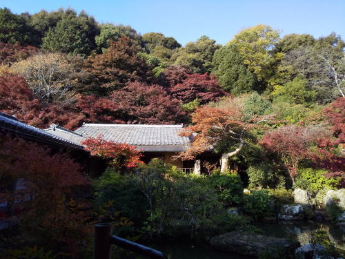 実相院 紅葉 2025 / 京都観光旅行ガイド