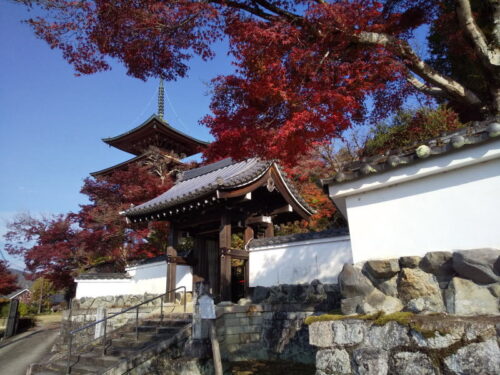 三明院 紅葉 2025 / 京都観光旅行ガイド