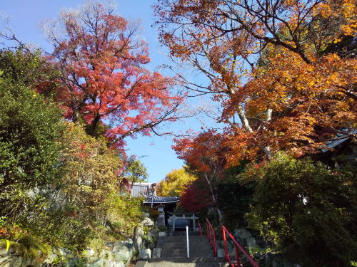 三明院 紅葉 2025 / 京都観光旅行ガイド