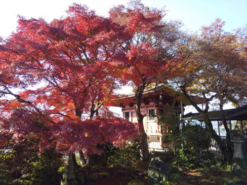 三明院 紅葉 2025 / 京都観光旅行ガイド
