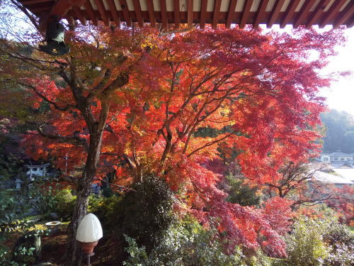三明院 紅葉 2025 / 京都観光旅行ガイド