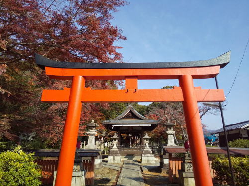 竹中稲荷神社 紅葉 2025 / 京都観光旅行ガイド