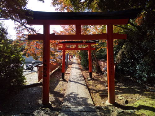 竹中稲荷神社 紅葉 2025 / 京都観光旅行ガイド
