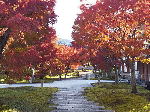 2025年11月23日 京都紅葉 休日の混雑確 智積院 / 京都観光旅行ガイド