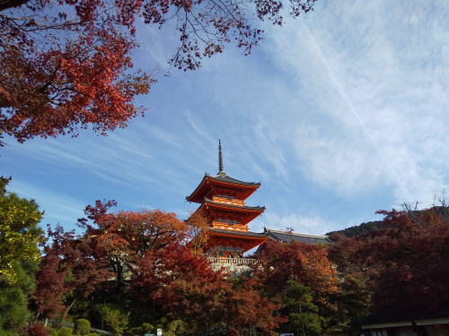 2025年11月23日 京都紅葉 休日の混雑確 清水寺 / 京都観光旅行ガイド