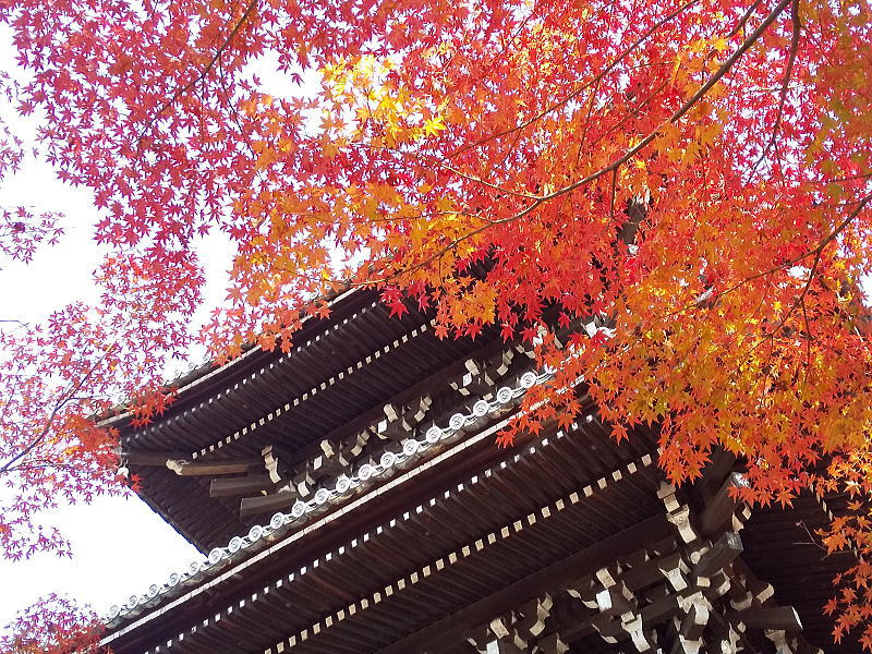 真如堂 紅葉 2025 三重塔周り / 京都観光旅行ガイド