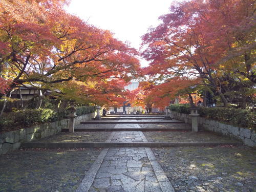真如堂 紅葉 2025 参道 / 京都観光旅行ガイド