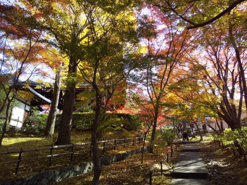 真如堂 紅葉 2025 参道南側 / 京都観光旅行ガイド