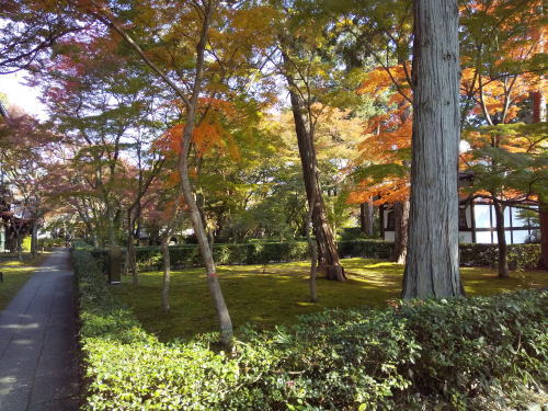 真如堂 紅葉 2025 本堂裏 / 京都観光旅行ガイド