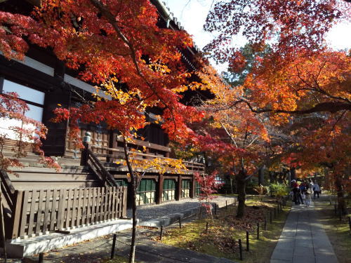 真如堂 紅葉 2025 本堂南側 / 京都観光旅行ガイド