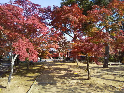真如堂 紅葉 2025 赤崎弁財天の池の前 / 京都観光旅行ガイド