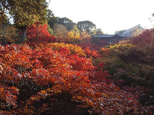 2025年11月23日 京都紅葉 休日の混雑確 東福寺の通天橋 / 京都観光旅行ガイド