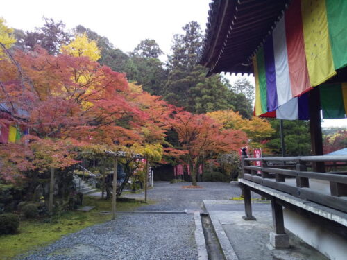 今熊野観音寺 紅葉 2025 / 京都観光旅行ガイド