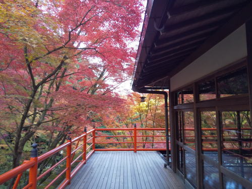 今熊野観音寺 紅葉 2025 舞台 / 京都観光旅行ガイド