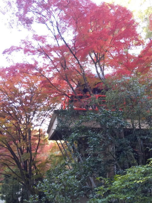 今熊野観音寺 紅葉 2025 舞台 / 京都観光旅行ガイド