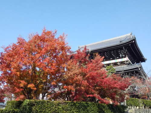 金戒光明寺 紅葉 2025 山門 / 京都観光旅行ガイド