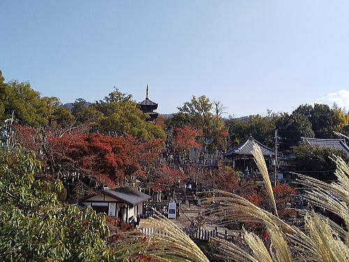 金戒光明寺 紅葉 2025 秋の風景と三重塔 / 京都観光旅行ガイド
