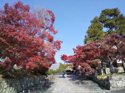 金戒光明寺 紅葉 2025 / 京都観光旅行ガイド
