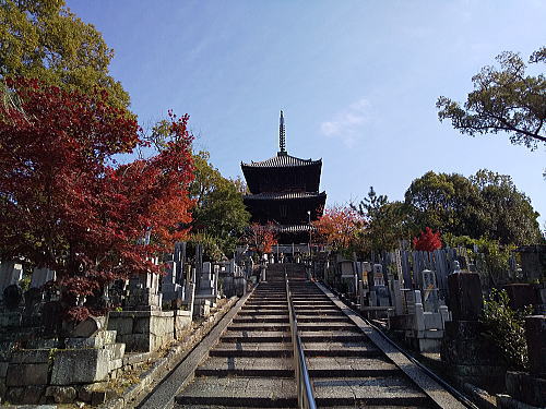 金戒光明寺 紅葉 2025 三重塔 / 京都観光旅行ガイド