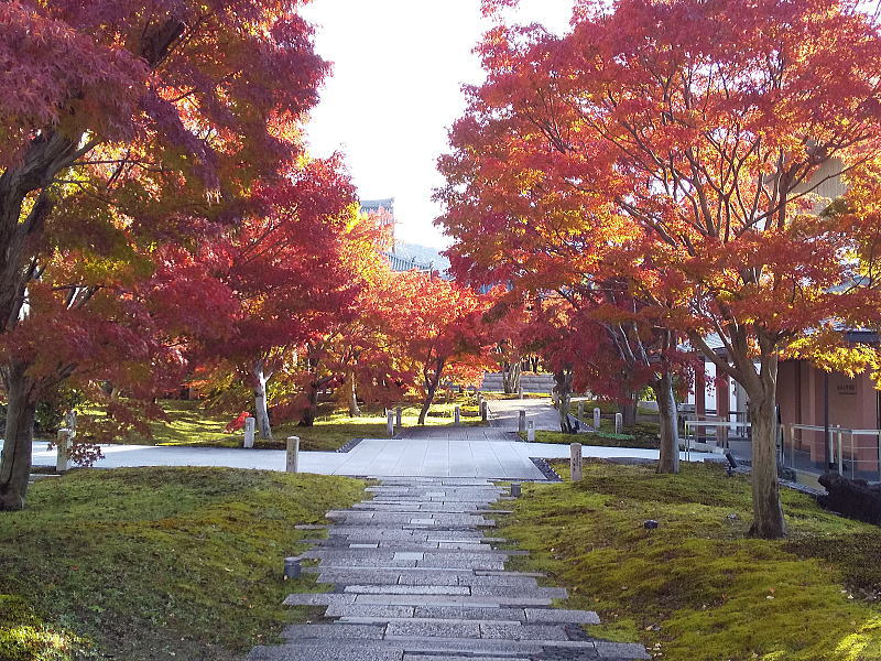 智積院 紅葉 2025 紅葉の小道 / 京都観光旅行ガイド
