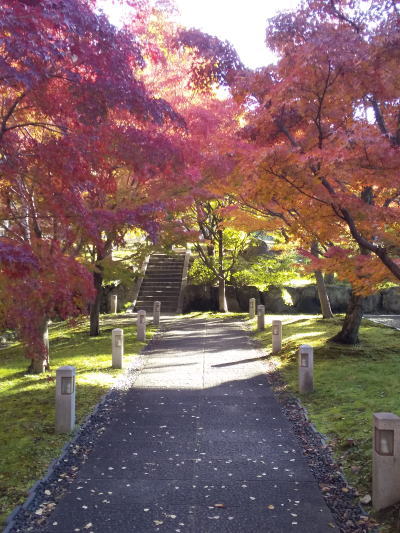 智積院 紅葉 2025 紅葉の小道 / 京都観光旅行ガイド